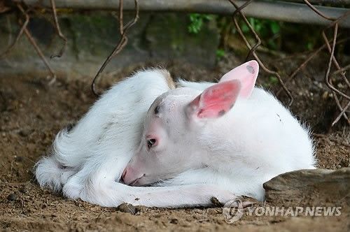Амьтдын хөгжилтэй агшин 