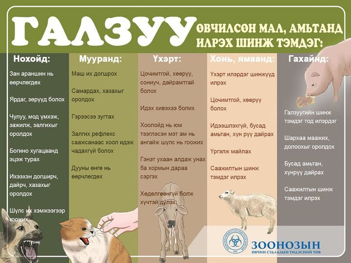 Галзуугаар өвчилсөн мал, амьтанд илрэх шинж тэмдэг