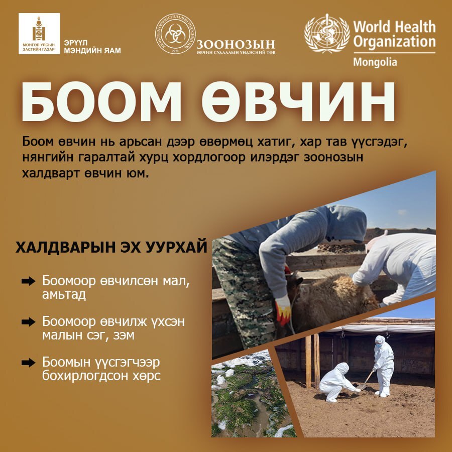 Боом өвчнөөс урьдчилан сэргийлээрэй
