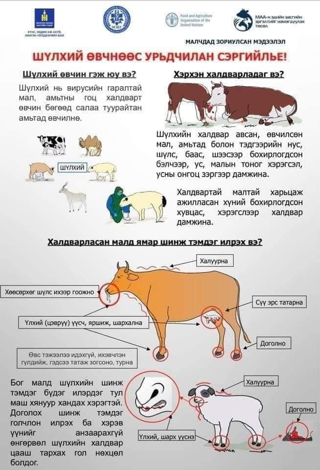 Шүлхий өвчнөөс сэргийлье