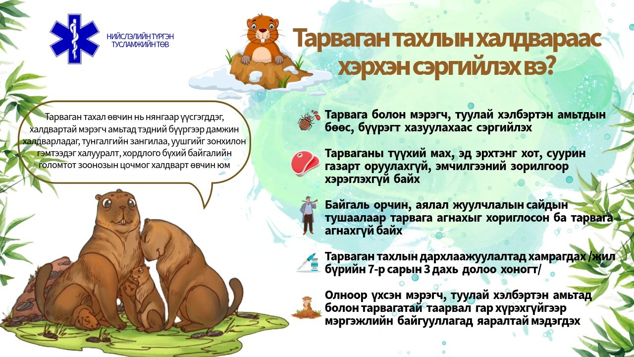 Тарваган тахал өвчний халдвар авах эрсдэлт үйлдлүүдээс татгалзъя