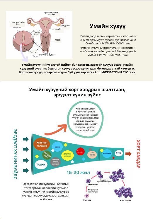 Хүний паппилома вирусийн халдвараас урьдчилан сэргийлье.