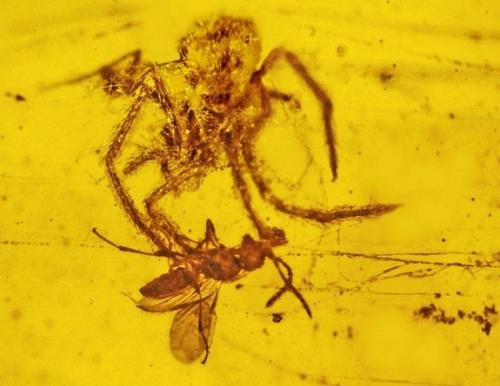 amber-spider.jpg1349720225 amber-spider.jpg1349720225