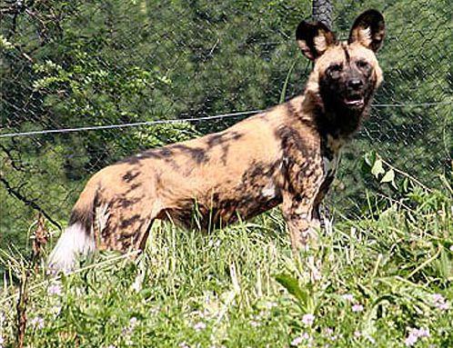 african_wild_dogs_1