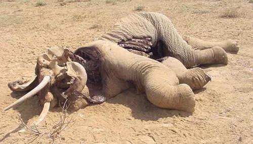 dead-elephant dead-elephant
