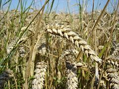 240px-Wheat_close-up 240px-Wheat_close-up
