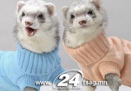 a98185_birdsinsweaters