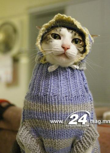 a98185_birdsinsweaters