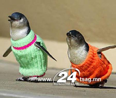 a98185_birdsinsweaters