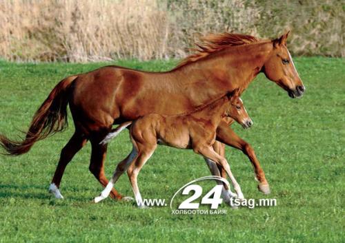 mother-baby-dolphin_52365_600x450