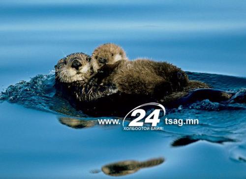 mother-baby-dolphin_52365_600x450
