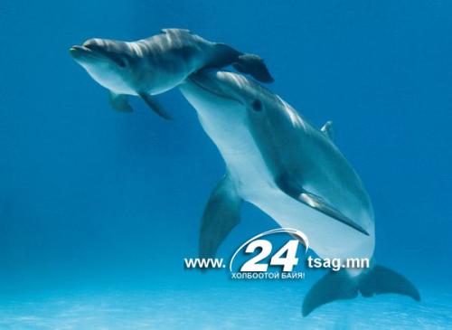mother-baby-dolphin_52365_600x450