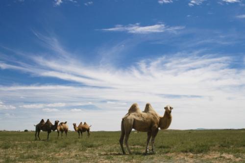camel1 camel1