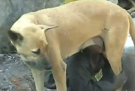 dog_450(0) dog_450(0)