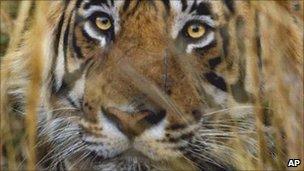 _51864194_tigerap _51864194_tigerap
