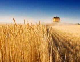 wheat-middle wheat-middle