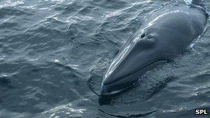 _61369079_minke_spl _61369079_minke_spl