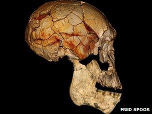 _62133930_skull _62133930_skull