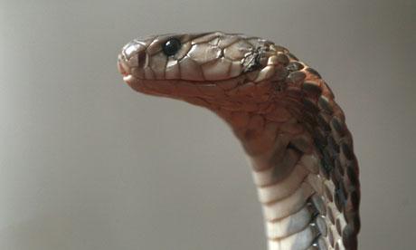 Nepal-man-bites-snake-to--010 Nepal-man-bites-snake-to--010