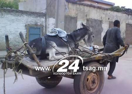 a98259_pack-mule_1-soldier