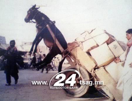 a98259_pack-mule_1-soldier
