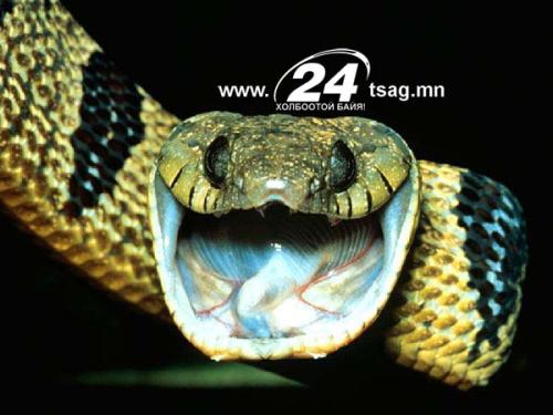 black-mamba-snake_5880_600x450