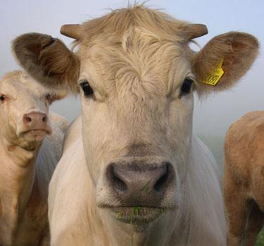 cow_face_375 cow_face_375
