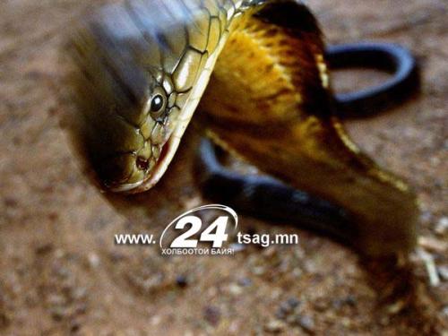 black-mamba-snake_5880_600x450
