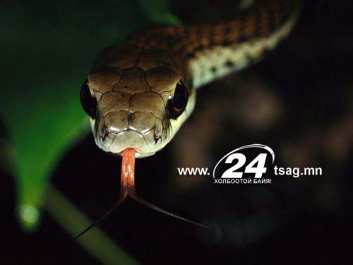 black-mamba-snake_5880_600x450