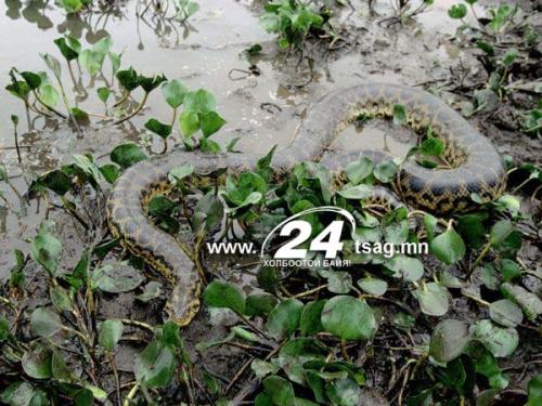black-mamba-snake_5880_600x450