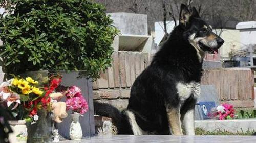 DogGrave DogGrave