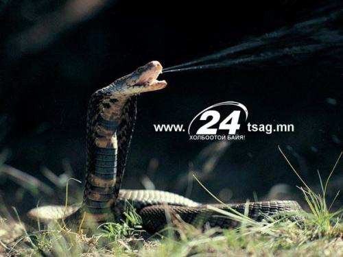 black-mamba-snake_5880_600x450 black-mamba-snake_5880_600x450