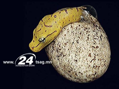black-mamba-snake_5880_600x450