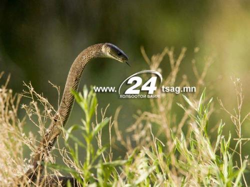 black-mamba-snake_5880_600x450