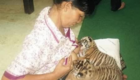 a98442_cross-nursing_6-woman-to-tiger