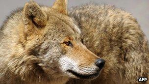 _65109045_wolfafp _65109045_wolfafp