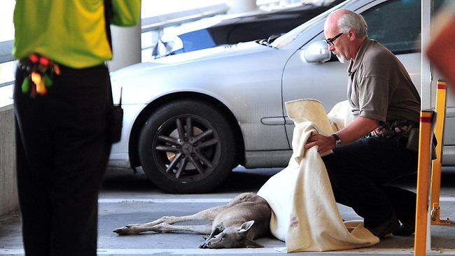734753-kangaroo-at-melbourne-airport