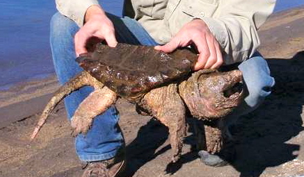 turtle2