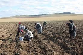 ногоо хураалт ногоо хураалт