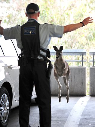 735570-kangaroo-at-melbourne-airport
