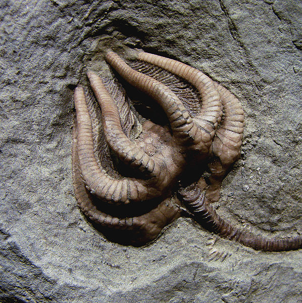 598px-Agaricocrinus_americanus_Carboniferous_Indiana