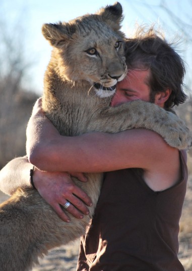 lion-7_2722953k