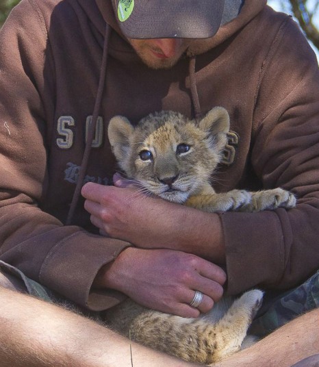 lion-12_2722963k