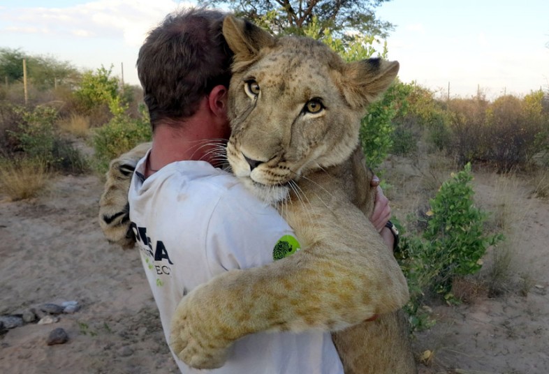 lion-3_2722957k
