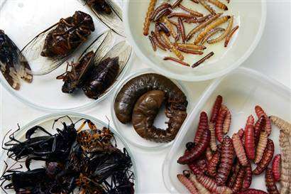 eating-bugs-to-save-the-world-next-big-diet-fad
