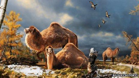 _66213188_camelillustration _66213188_camelillustration