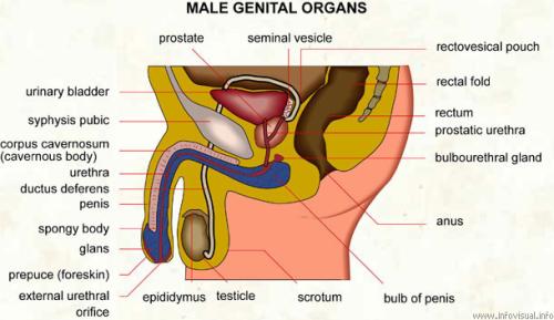 065 Male genital organs 065 Male genital organs