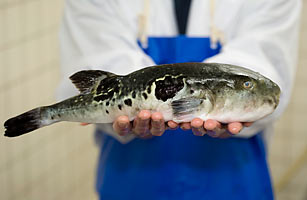 fugu