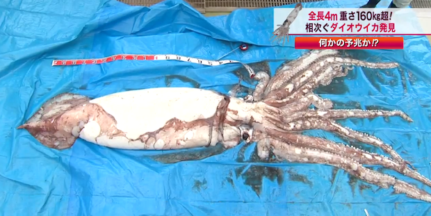 squid2.jpeg