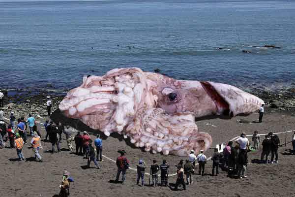 giant.radioactive.fukushima.squid.3